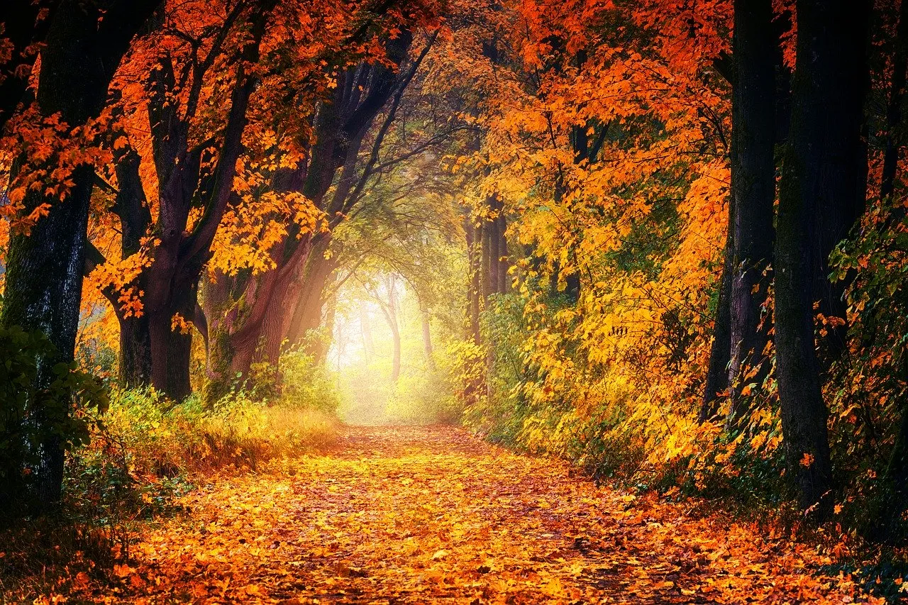 autumn-3186876 1280