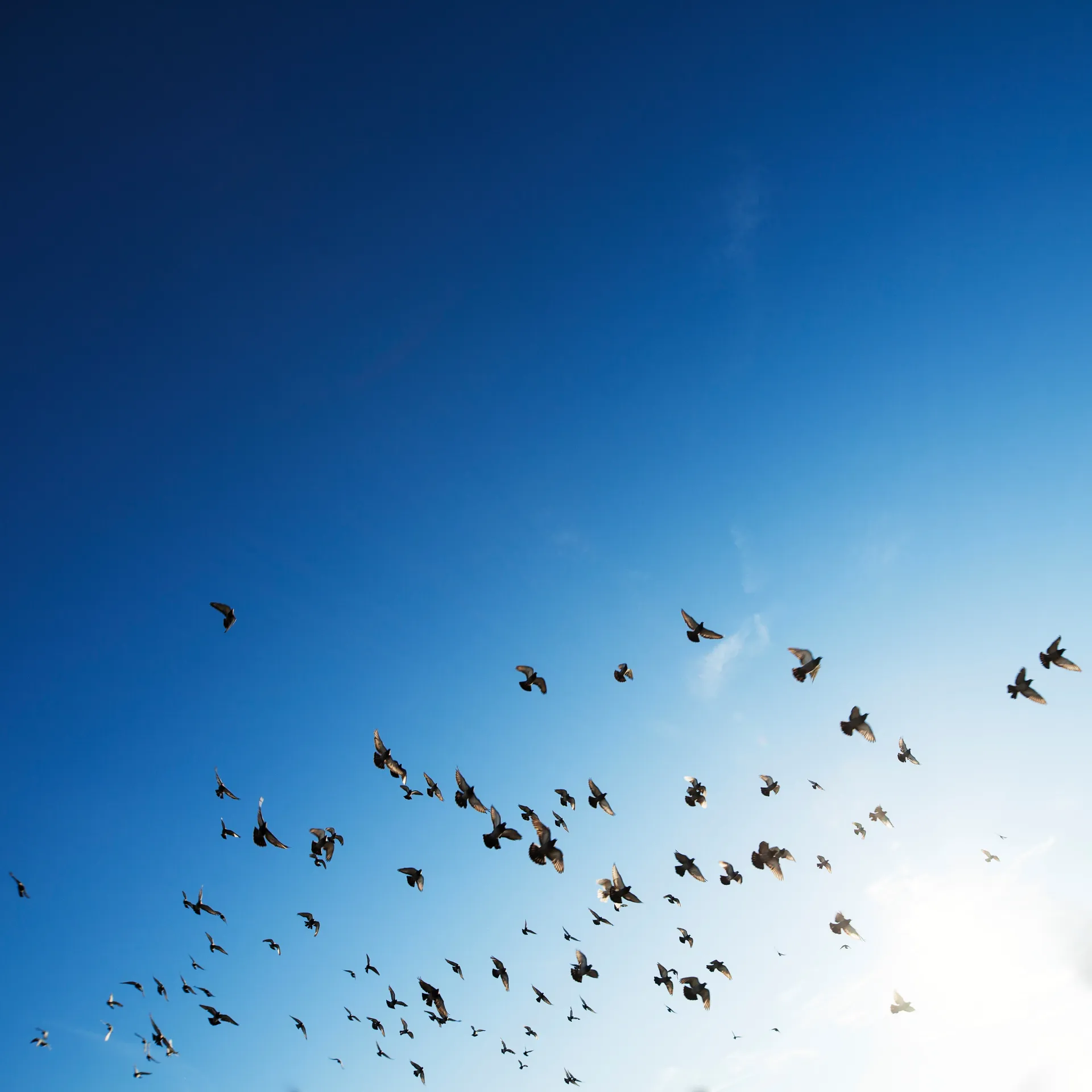 Stufen der Erleuchtung - Das Leben eines Erleuchteten bedeutet geistige und seelische Freiheit. Bild zeigt frei fliegende Vögel in ihrer Lebensfreude.