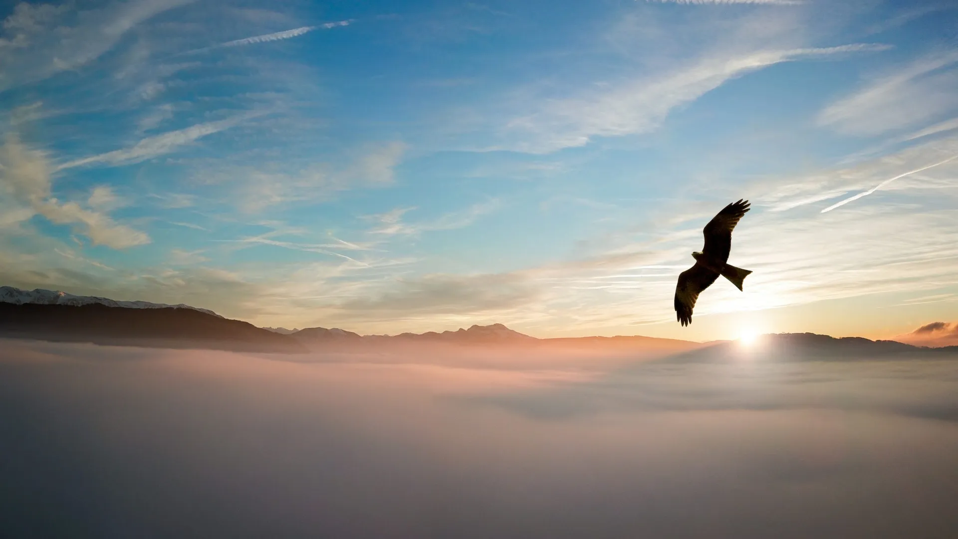 backlit-bird-clouds-755385-scaled