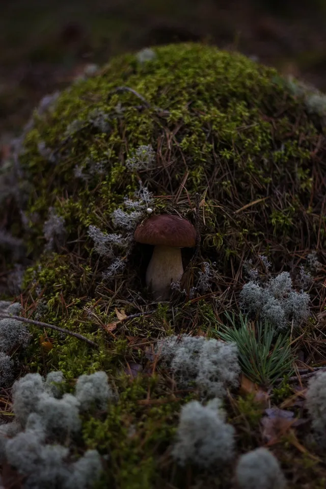 blur-boletus-close-up-edible-74508-1