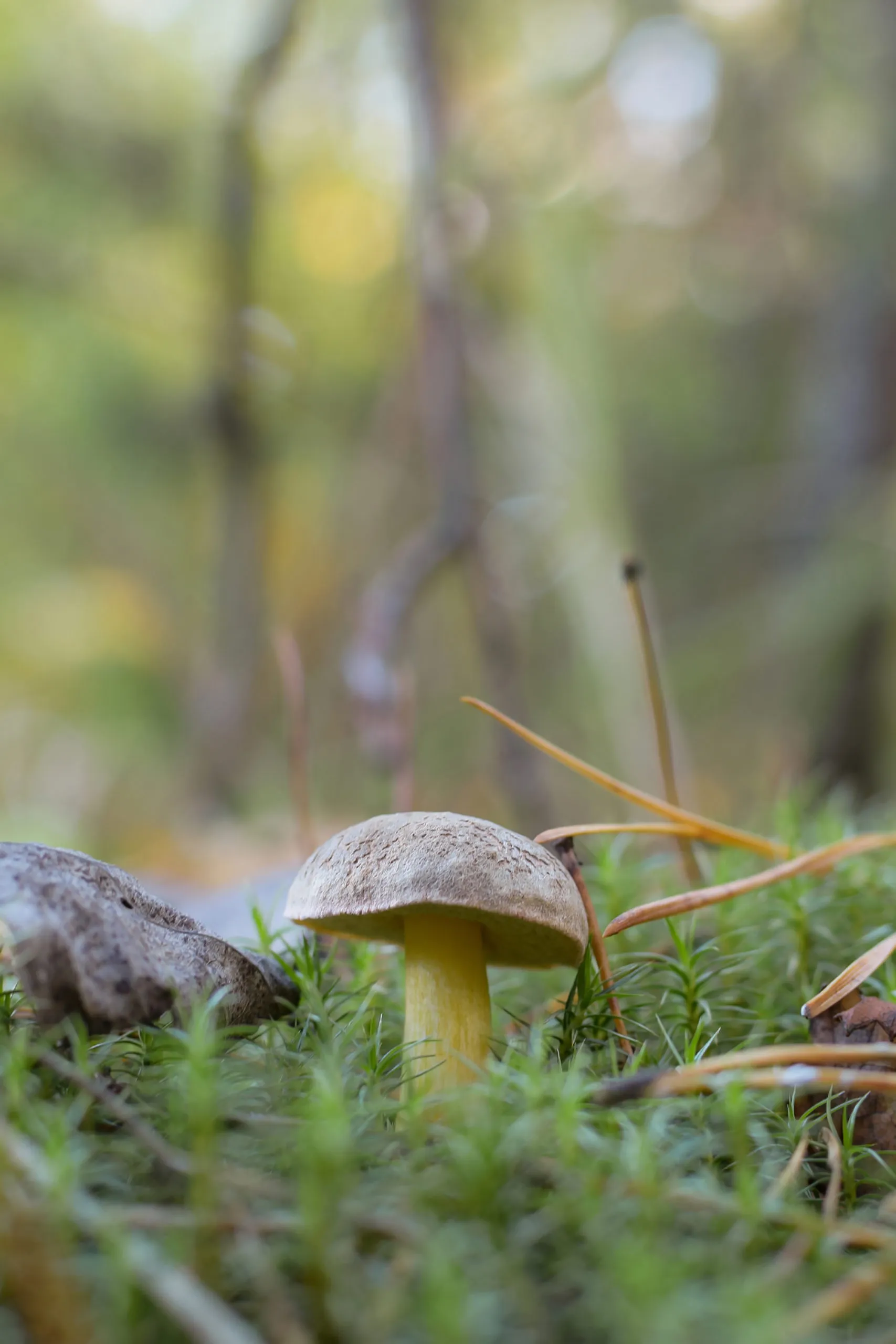 small-mushroom-grows-forest-moss-foreground-background-are-heavily-blurred-scaled