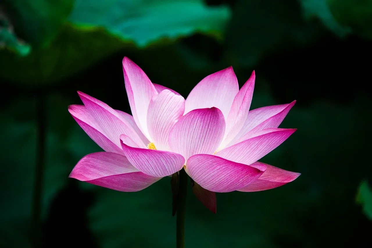 lotus-978659 1280