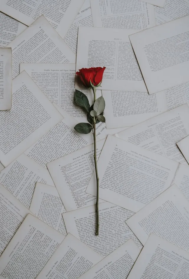 Rose mit vielen Blättern aus einem Buch. Seelenverwandtschaft verstehen.